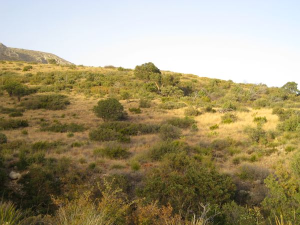 Guadelupe Mountains