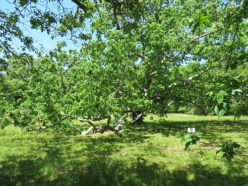 Ein Baum Ein Baum