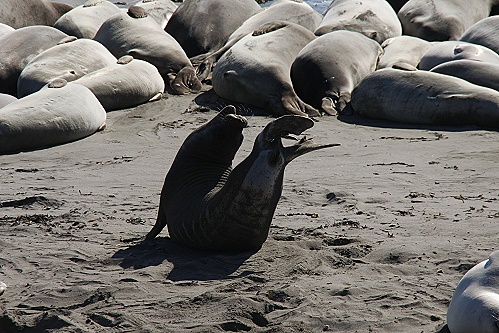 Sea Elephant Beach