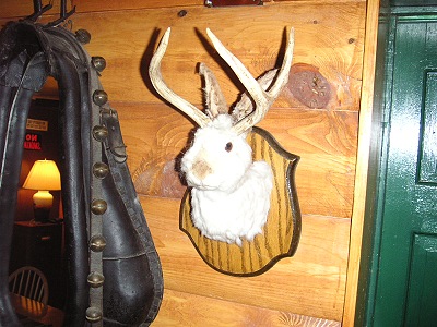 Ein Wolpertinger?