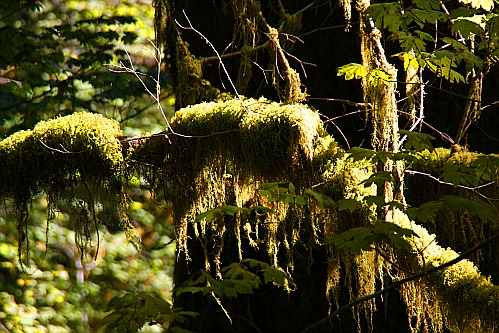 Hoh Rain Forest Hoh Rain Forest