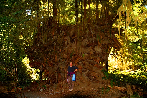 Hoh Rain Forest Hoh Rain Forest