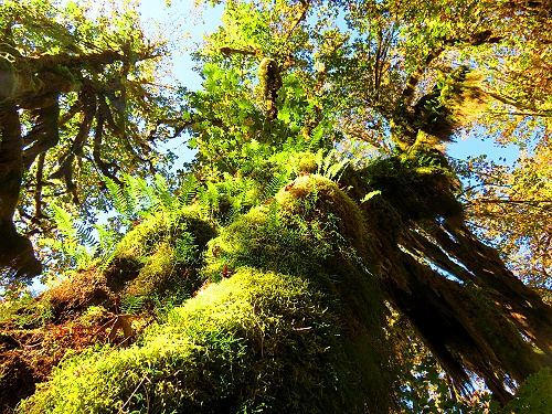 Hoh Rain Forest - ganz famoos Hoh Rain Forest - ganz famoos