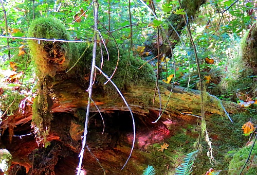 Hoh Rain Forest - ganz schön gruselig Hoh Rain Forest - ganz schön gruselig
