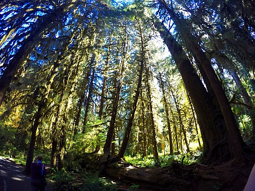 Hoh Rain Forest Hoh Rain Forest