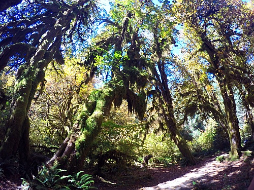 Hoh Rain Forest Hoh Rain Forest