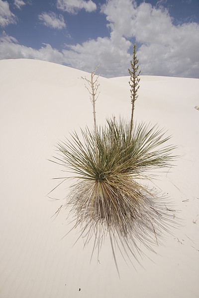 White Sands White Sands