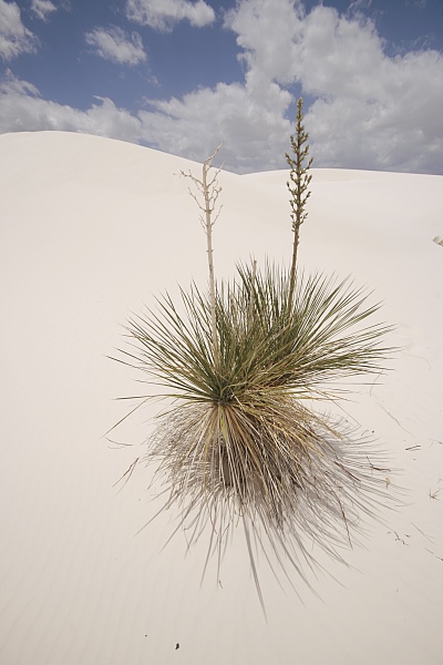 White Sands