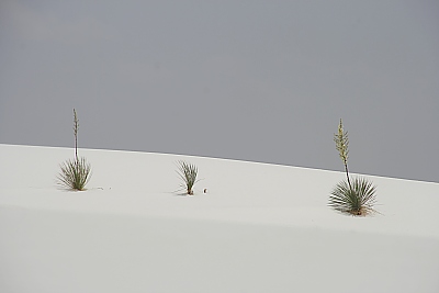 White Sands White Sands