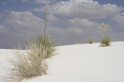 White Sands White Sands