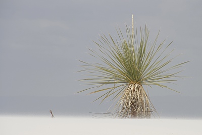 White Sands White Sands