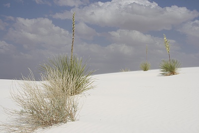 White Sands White Sands