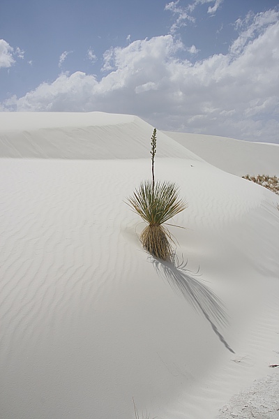 White Sands White Sands