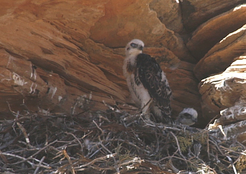 Hawk's Nest