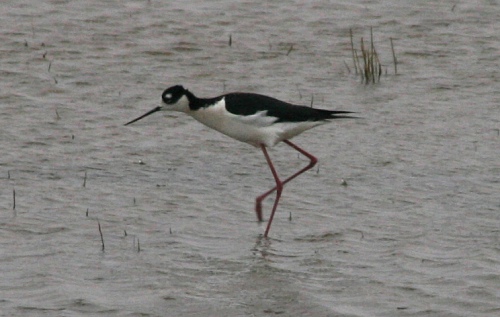 Bosque del Apache