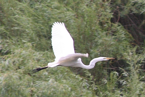Bosque del Apache