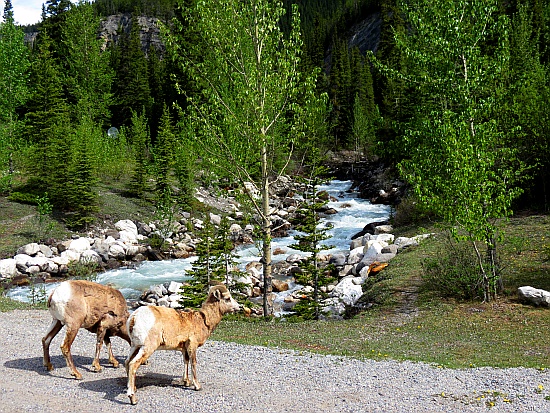 Icefield Parkway Icefield Parkway