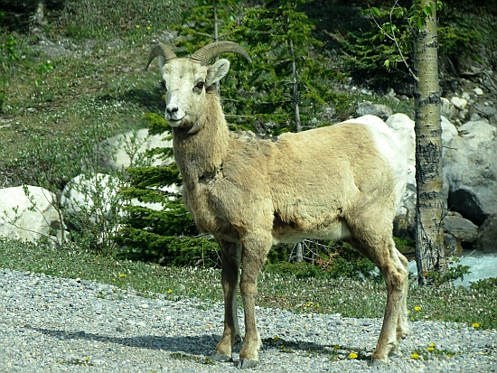Icefield Parkway Icefield Parkway