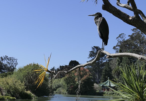 Japanese Tea Garden San Francisco