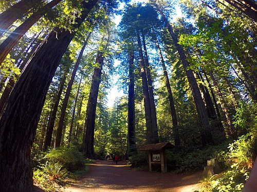 Ladybird Johnson Grove Ladybird Johnson Grove