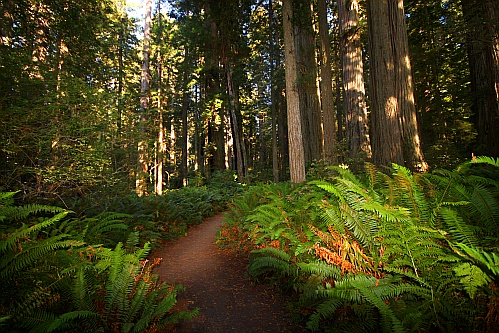 Ladybird Johnson Grove Ladybird Johnson Grove