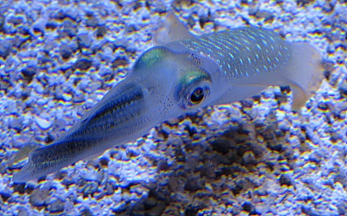 Andere haben zwischen ihren Gesichtsfüßen einen halben Fisch Andere haben zwischen ihren Gesichtsfüßen einen halben Fisch