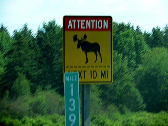 Moose next 10 Miles - ich glaub's nicht Moose next 10 Miles - ich glaub's nicht