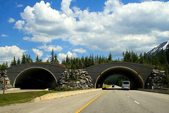 Grünbrücke Grünbrücke