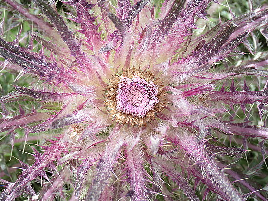 irgendeine Blume irgendeine Blume