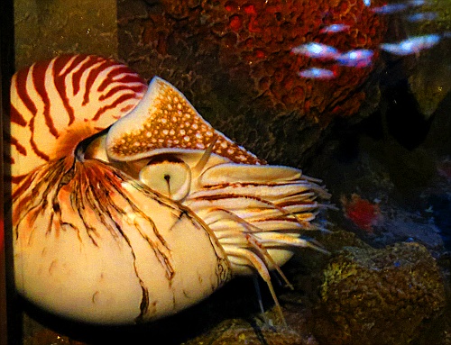 ist zwar kein Tintenfisch sondern ein Nautilus, sieht aber gut aus ist zwar kein Tintenfisch sondern ein Nautilus, sieht aber gut aus
