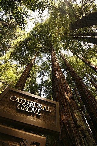 Cathedral Grove Cathedral Grove