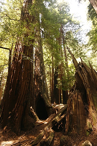 Muir Woods Muir Woods