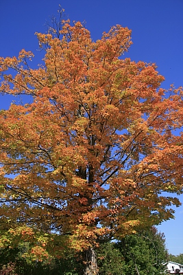 Indian Summer Indian Summer