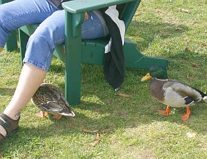 Die Enten hatten fast so einen Bettelblick wie Hunde drauf....