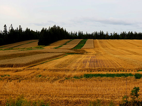Feld, Wald und Wiesen in Prince Edward Island Feld, Wald und Wiesen in Prince Edward Island