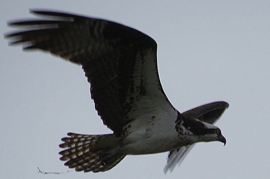 ein wildes Tier das fliegen kann ein wildes Tier das fliegen kann