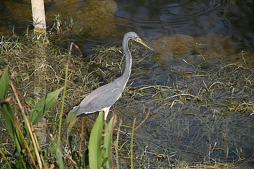 Blue Heron Blue Heron
