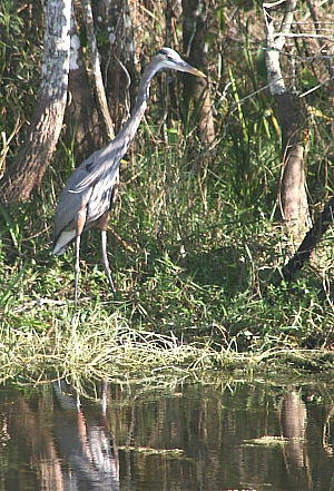 Blue Heron