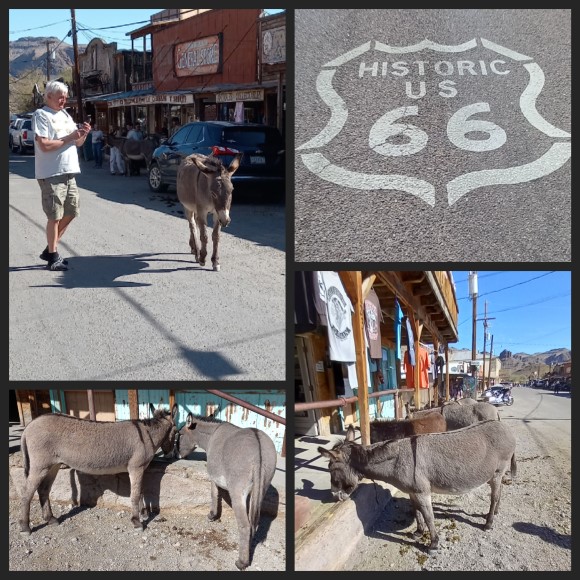 Oatman Oatman