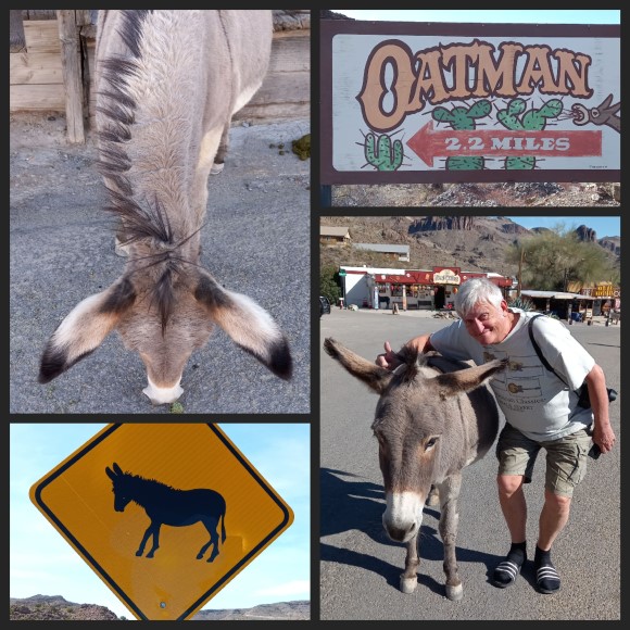 Oatman Oatman