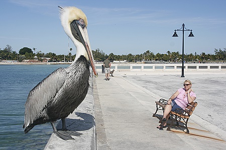 Pelikan am Higgs Beach Wharf Key West Pelikan am Higgs Beach Wharf Key West
