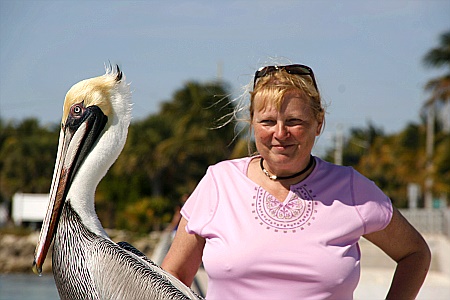 Pelikan am Higgs Beach Wharf Key West Pelikan am Higgs Beach Wharf Key West