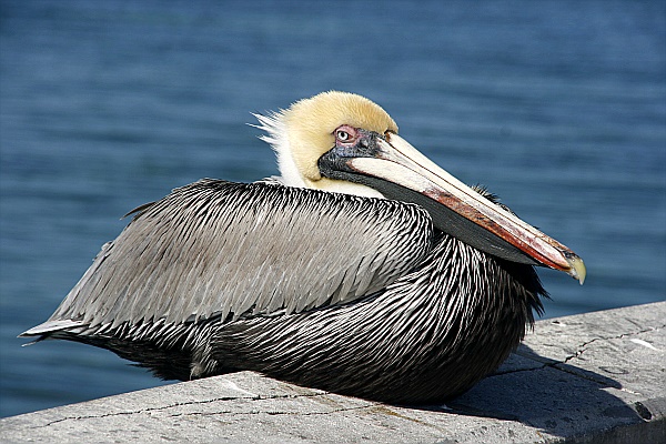 Pelikan am Higgs Beach Wharf Key West