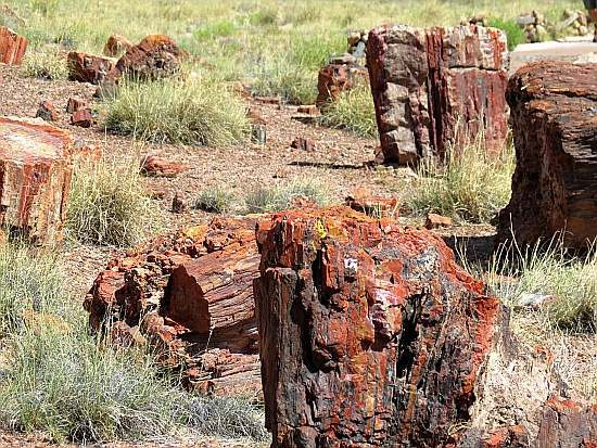 Petrified Forest National Park Petrified Forest National Park