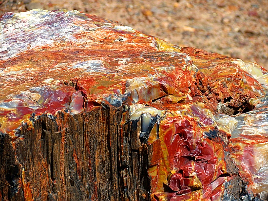 Petrified Forest National Park