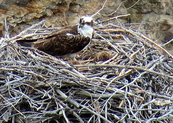 Ein Osprey oder Fischadler Ein Osprey oder Fischadler