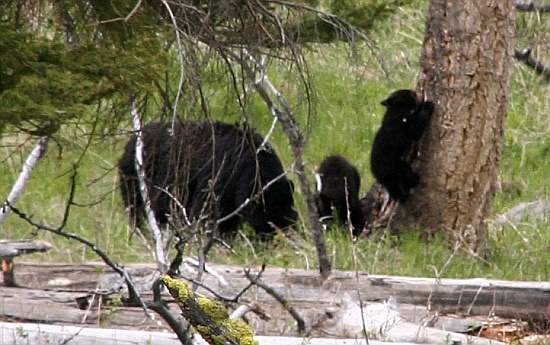 Black Baer with Cubs - heisst es auf englisch Black Baer with Cubs - heisst es auf englisch