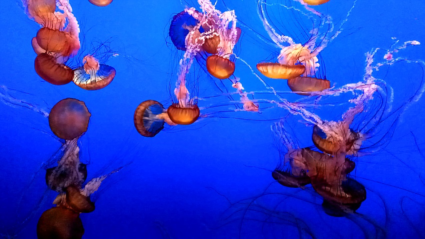 Jellyxfish Monterey Aquarium
