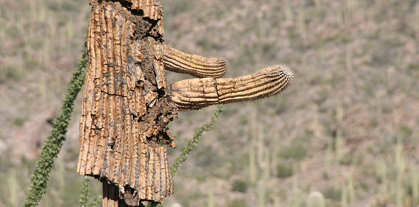 Saguaro National Park