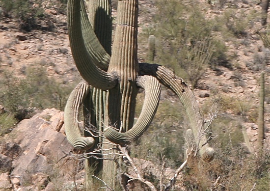 Saguaro National Park